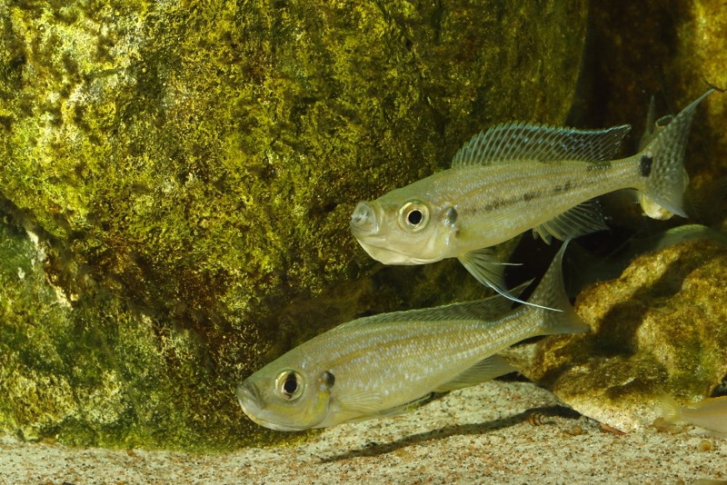 Haplotaxodon microlepis